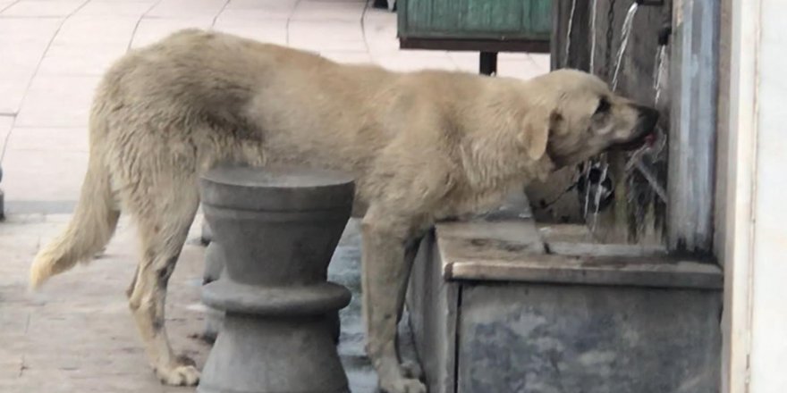  Musluktan su içen köpek ilgi odağı oldu 