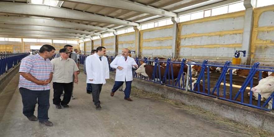 Vali Türker Öksüz, besi çiftliğini ziyaret etti