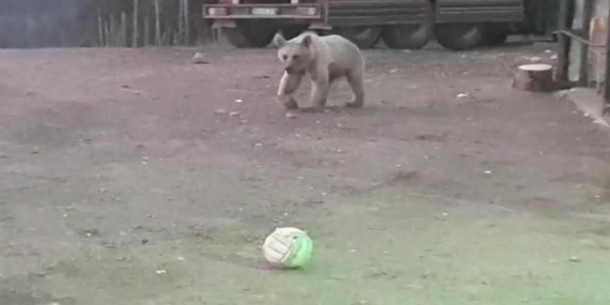 Sarıkamış’ta Ayı İle Top Oynayan Bekçi