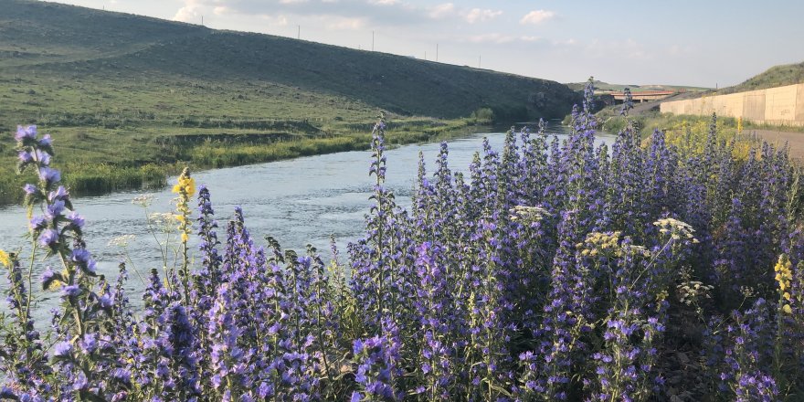 Kars çiçek açtı 