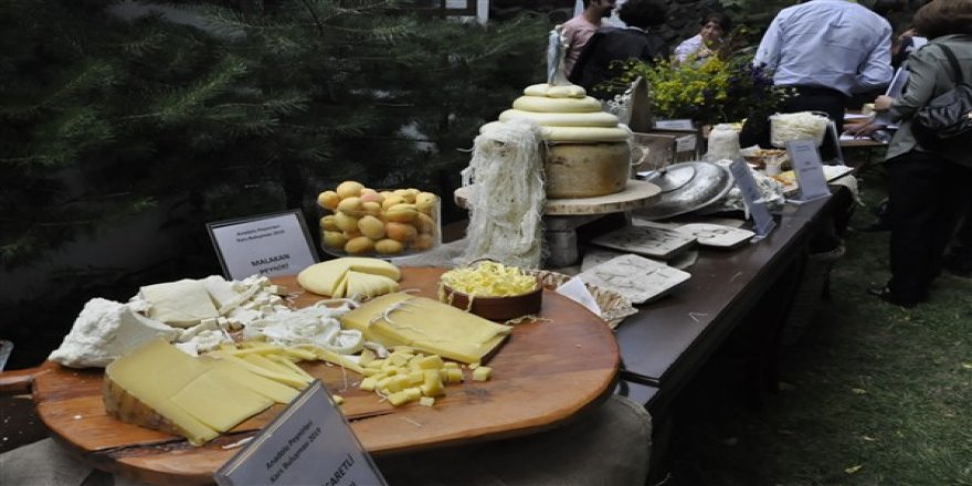 Anadolu peynirleri Kars’ta buluşuyor