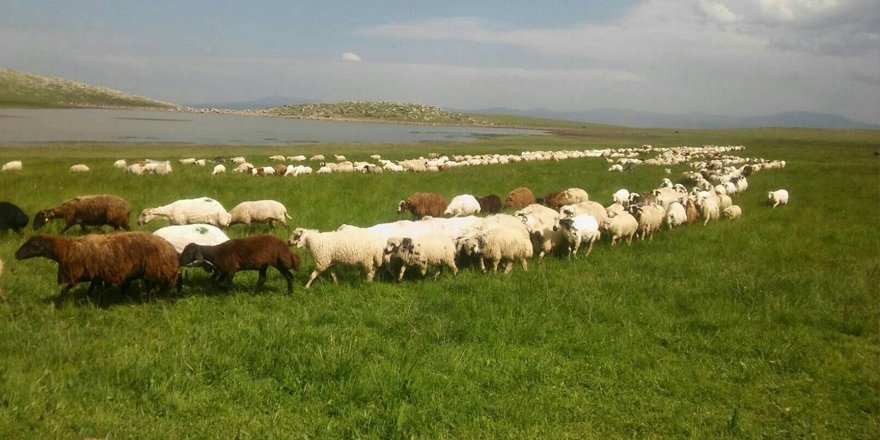 Şehirde kazandıklarını Afgan çobanlara maaş olarak ödüyorlar