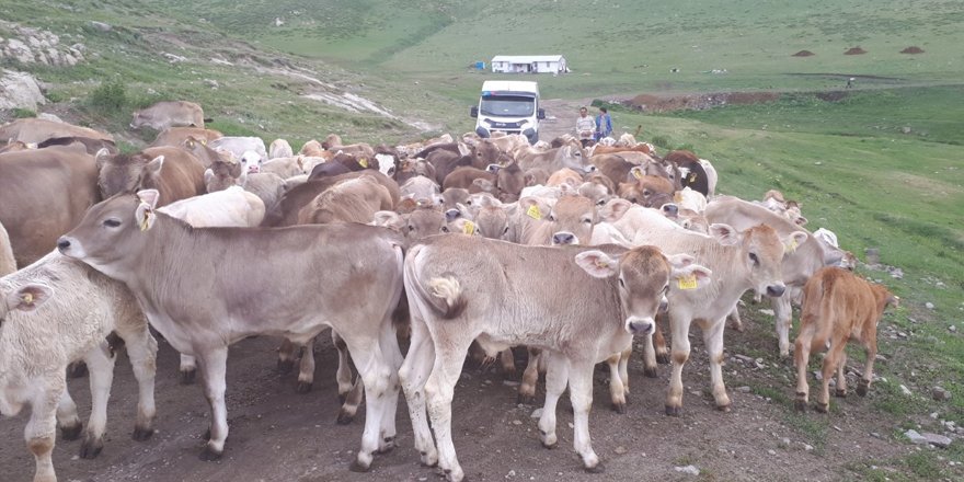 Kars Hayvan Sağlık Zabıtası Komisyon Kararları yayınlandı