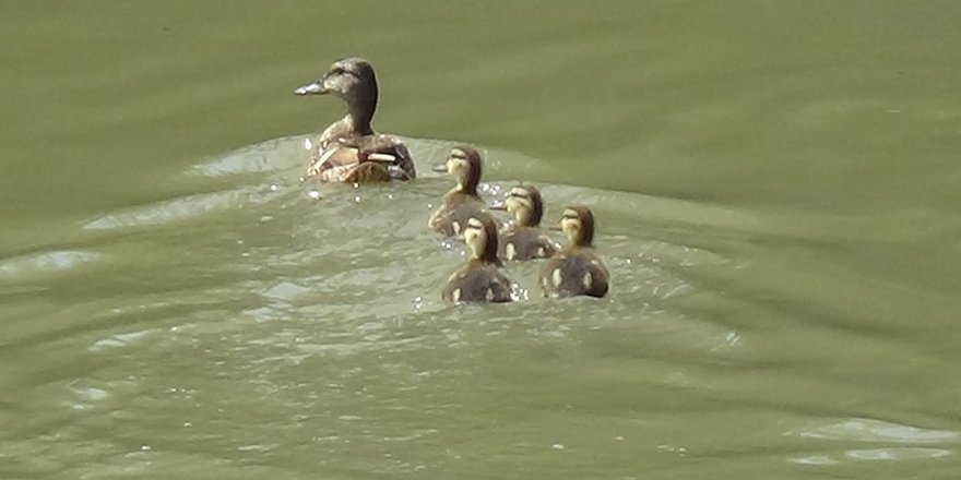 Yaban ördekleri yavrularıyla Kars Çayı’nda
