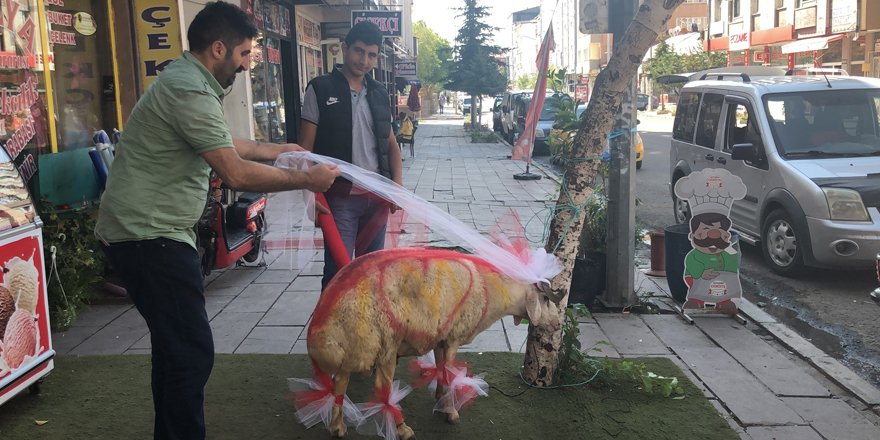 Gelin adayına "süslü koç gönderme geleneği" sürüyor