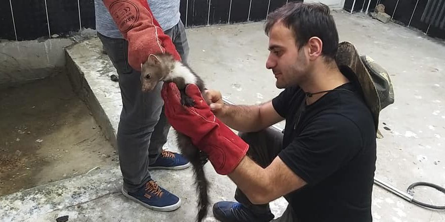 Kars’ta kaya sansarı tedaviye alındı 