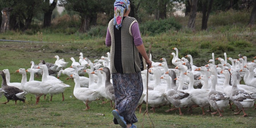 Kars'ta kazlar besiye alındı 