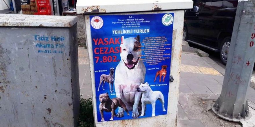 Pitbull bulundurmak ve sokaklarda gezdirmek artık yasak 