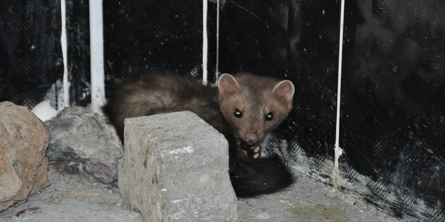 Kars’ta tedavisi tamamlanan Kaya Sansarı doğaya bırakıldı 