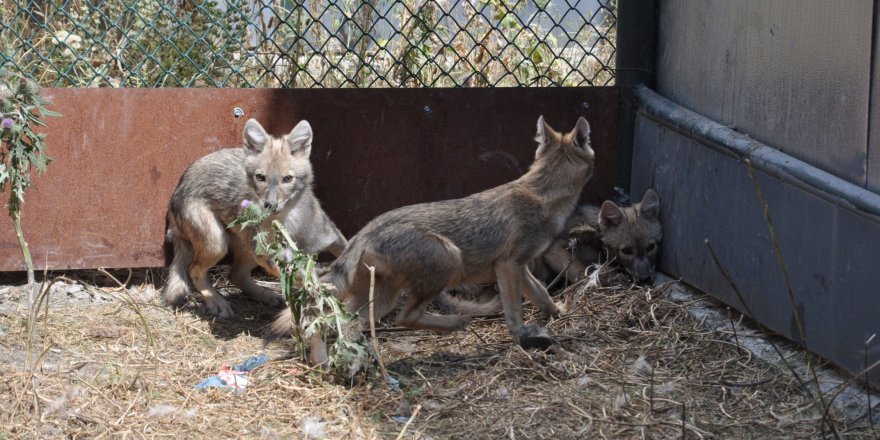 Kars’ta tedavileri tamamlanan çakallar doğaya bırakıldı 