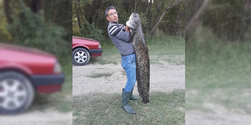 Aras Nehrinde 25 kilogramlık yayın balığı yakalandı