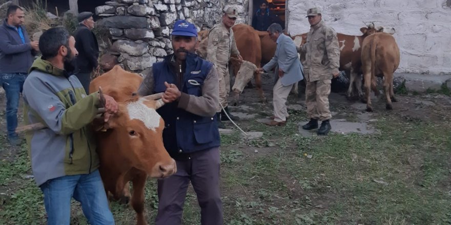 Kars’ta çalınan hayvanlar Ardahan’da bulundu