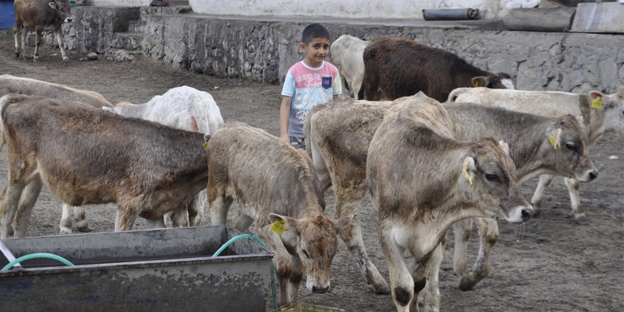 Kars köylüsü kara kara düşünüyor