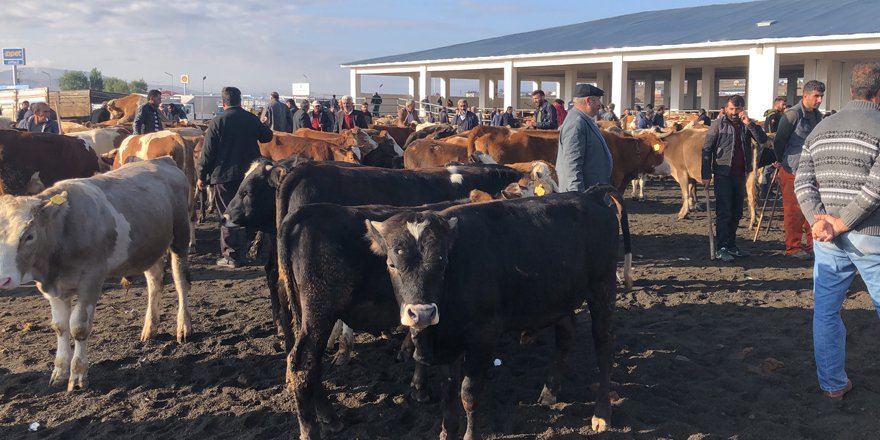 Kars’ta saman fiyatları hayvan pazarını olumsuz etkiliyor