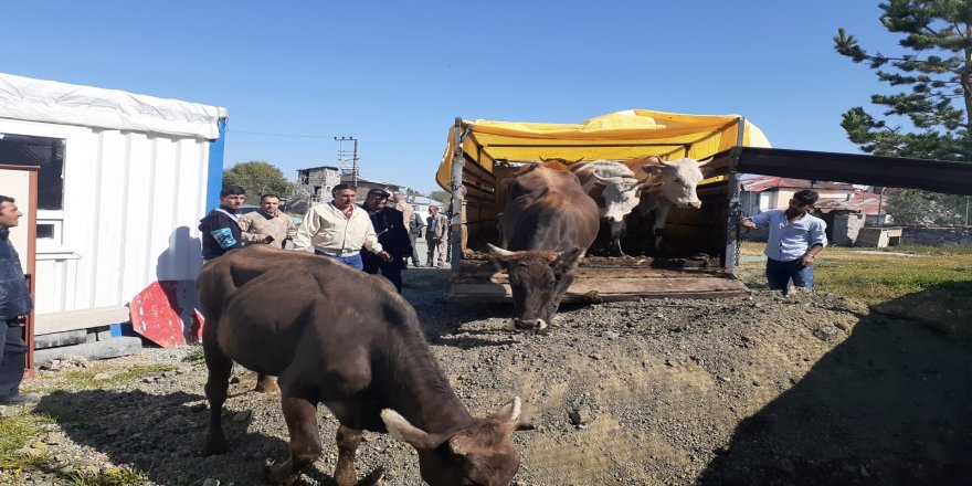 Göle'de çalınan hayvanlar Kars'ta yakalandı