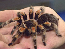 Kuyucuk’ta Tarantula