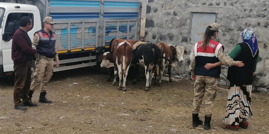 Arpaçay’da kaybolan hayvanlar bulundu