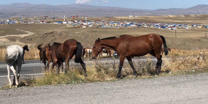 Kars’ta yılkı atları görüntülendi