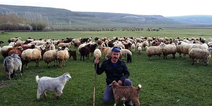 Çobanlığın cazibeli bir meslek haline getirilmesi hedefleniyor