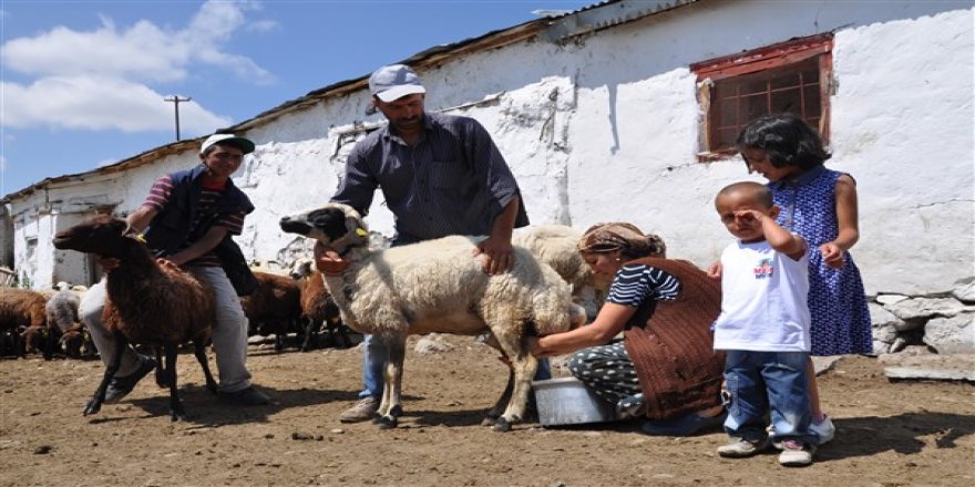 Koyun sütünün tadı bile unutuldu