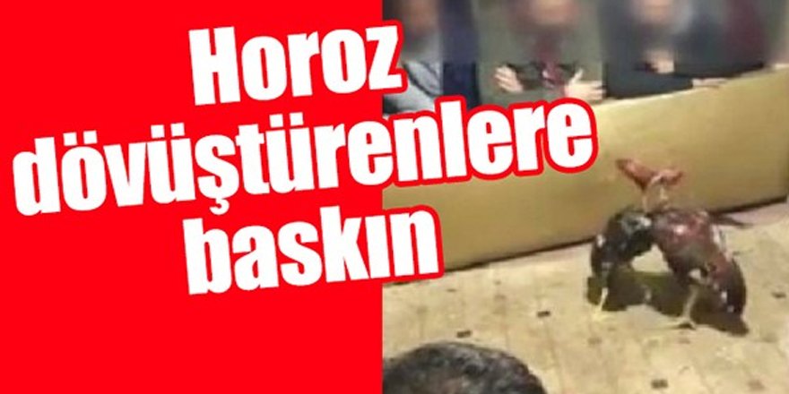 Horoz dövüştürenler yakalandı