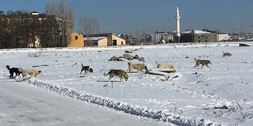 Kars’ta başıboş köpekler korkutuyor