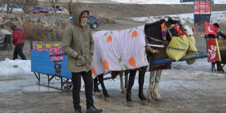 Çıldır’da kızak atlarına battaniyeli koruma