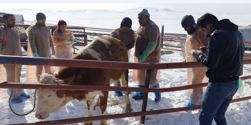 Kars Bölgesi VHO?nun bakanlık onaylı suni tohumlama kursu başladı ile ilgili görsel sonucu