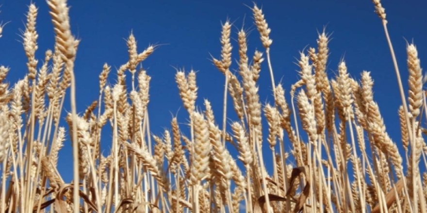 Kars’ta Kavılca buğdayı Mart ve Nisan aylarında çiftçilere dağıtılacak