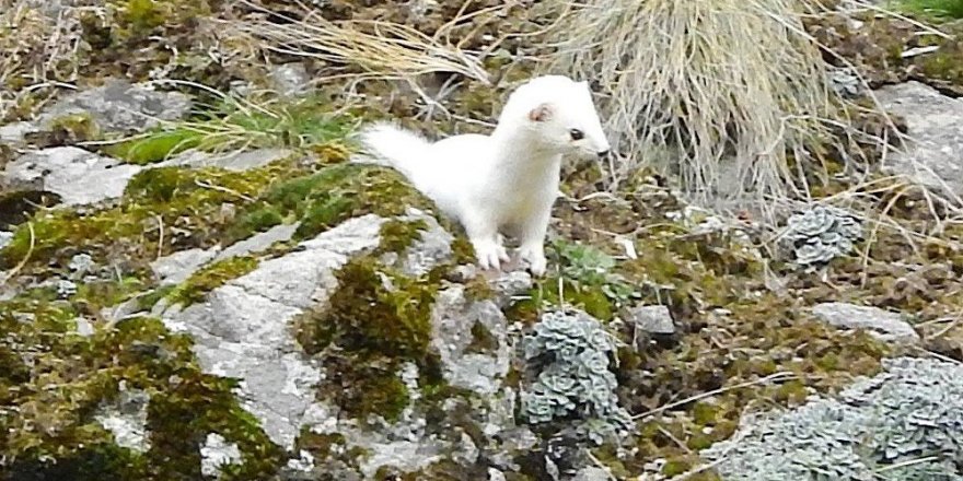 Beyaz gelincik Kars’ta görüntülendi