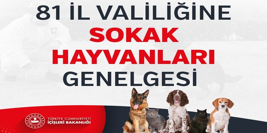 81 ilin valiliklerine koronavirüs tedbirleri kapsamında sokak hayvanları genelgesi gönderildi