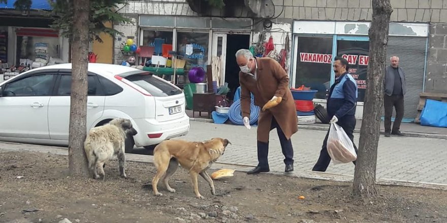 Başkan Altay, sokak hayvanlarını unutmadı