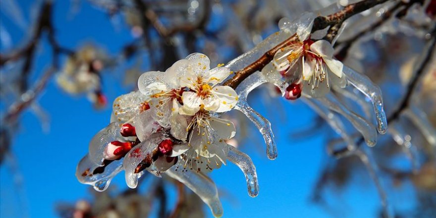 Meteorolojiden “zirai don” uyarısı