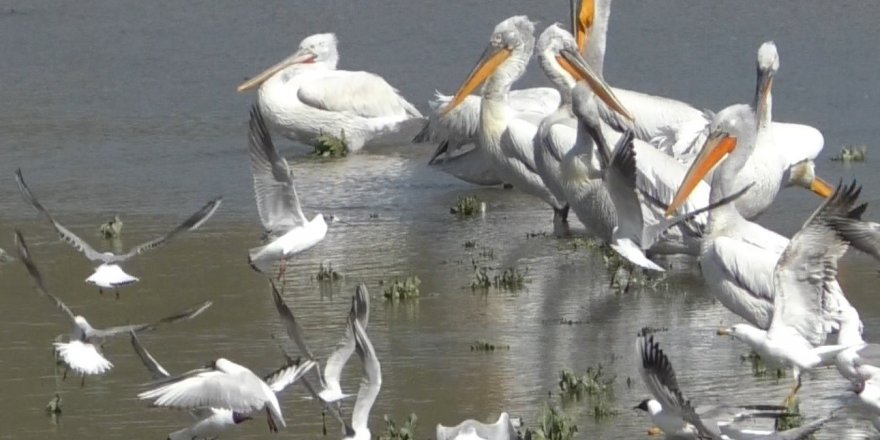 Kars’ta pelikanların avlanması kameralara yansıdı