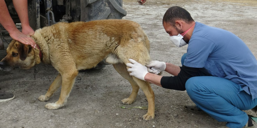 “Sokak Köpeklerini Kısırlaştırıyoruz” projesi Kars'ta başladı
