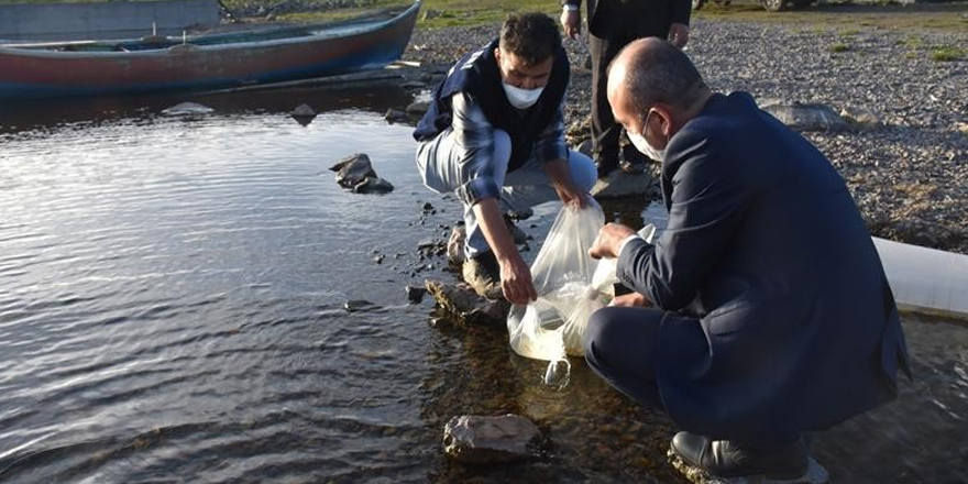 Kars’ta göllere 85 bin yavru sazan balığı bırakıldı