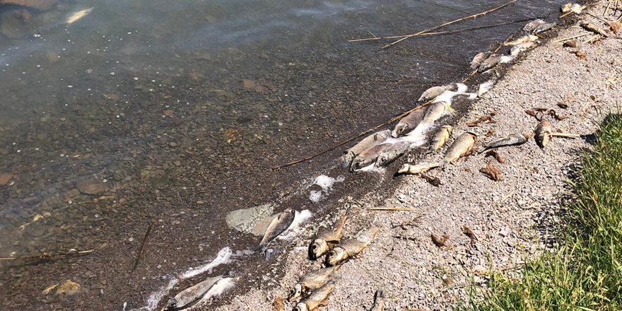 Depremin ardından yaşanan balık ölümleri vatandaşları tedirgin ediyor