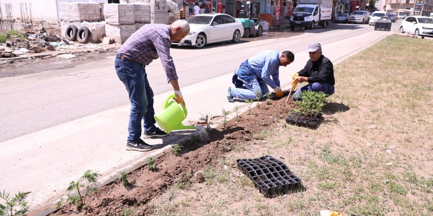 Kars Belediyesi refüj peyzaj düzenliyor