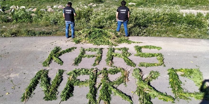 Akyaka’da 6 bin 155 kök kenevir ele geçirildi