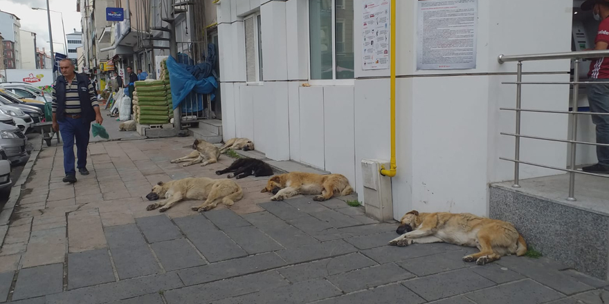 Sokak köpekleri şehri parselledi