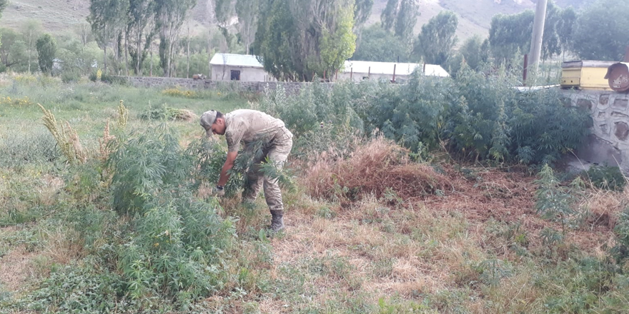 Kars’ta kenevir operasyonu