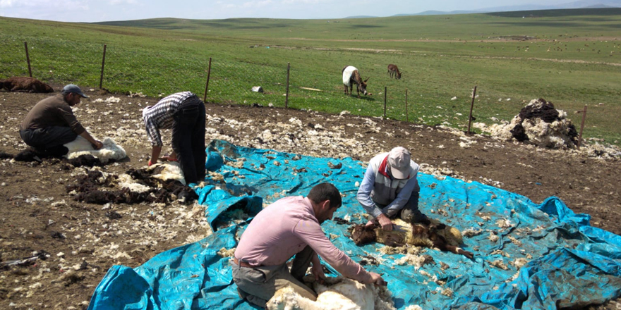 Kars’ta koyun kırkımı başladı