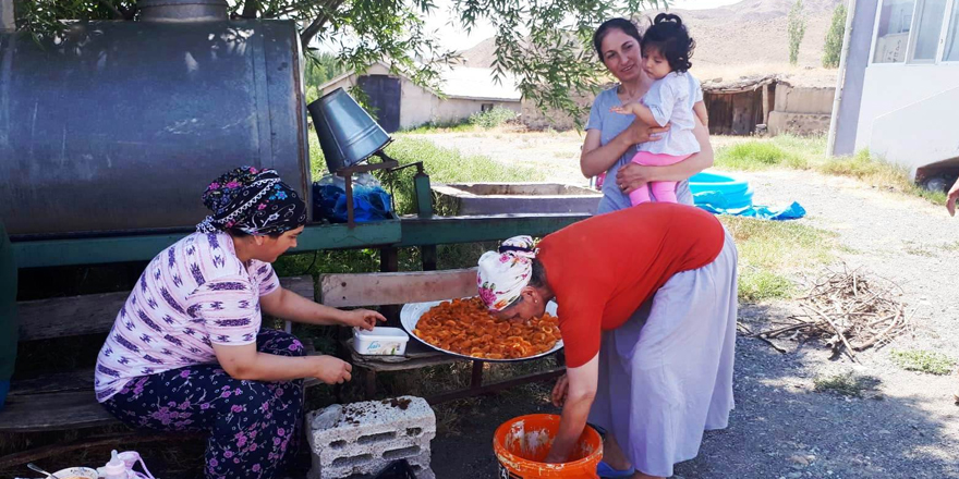 Ev hanımlarının kayısı kurutma mesaisi başladı