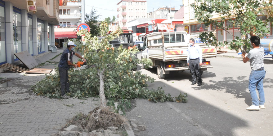 Kars’ta dikkatsizlik bir ağaca mal oldu!