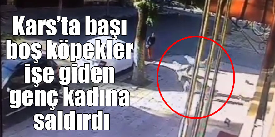 Kars’ta başı boş köpekler işe giden genç kadına saldırdı