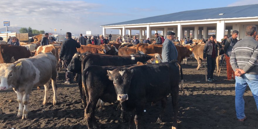 Kars’ta hayvan pazarı 4 gün kapatıldı!