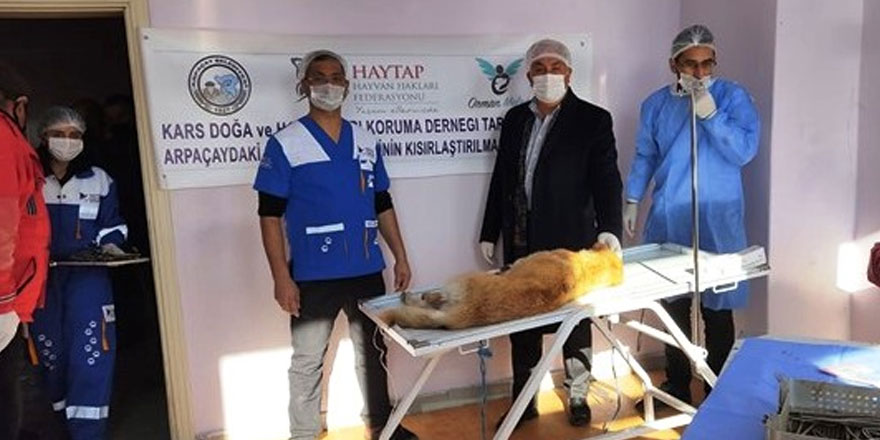 Arpaçay’da sokak hayvanları kısırlaştırılıyor