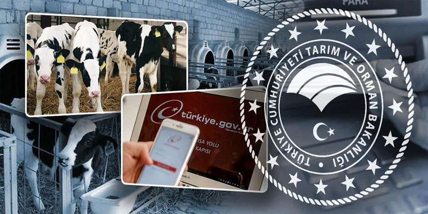 Buzağı destek başvuru ödemeleri, E-DEVLET üzerinden yapılacak
