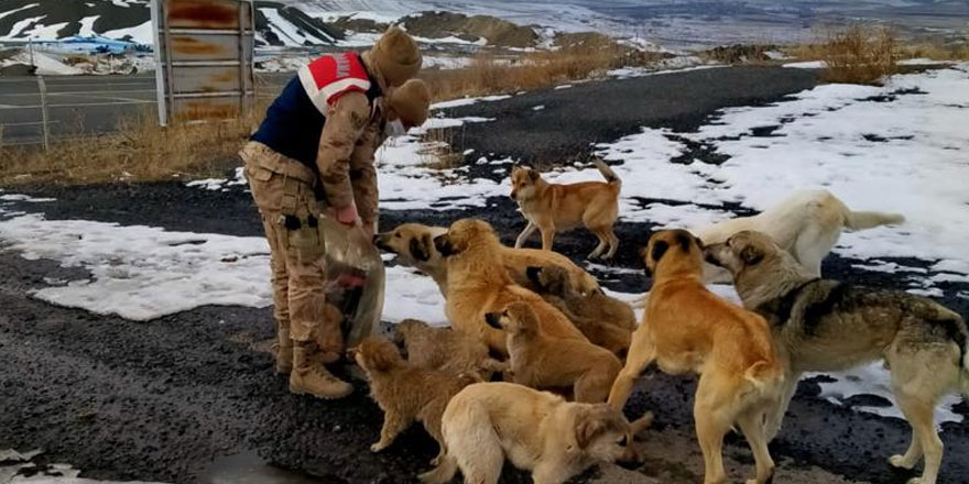 Jandarma, sokak hayvanlarını unutmadı