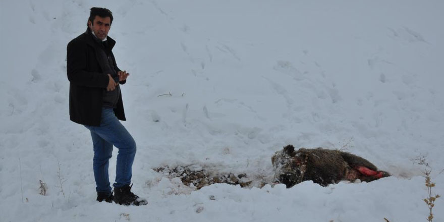 Kars’ta aç kalan kurtlar domuzlara saldırdı